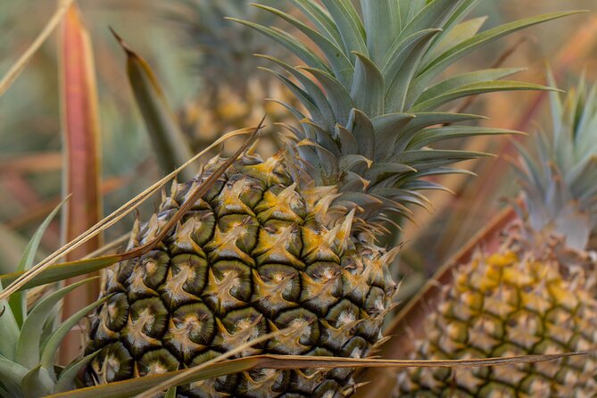 Maui Pineapple Farm Tour in Haliimaile - Who This Tour Fits Best in Upcountry Maui