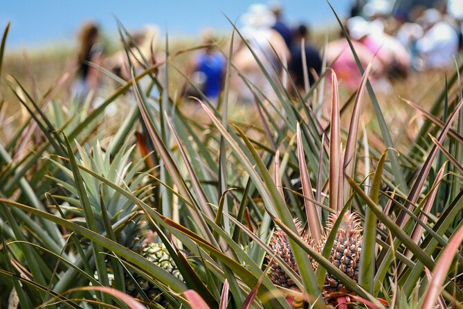 Maui Pineapple Farm Tour in Haliimaile - Quick Tips to Keep Check-In From Becoming a Problem
