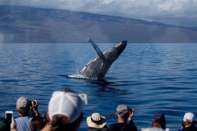 Maui Premium Sunset Dinner Cruise & Whale Watch - Where this cruise starts (and why Maalaea matters)