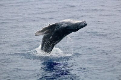 Maui Premium Sunset Dinner Cruise & Whale Watch - The 4-course meal at sea: what’s included and how to think about it