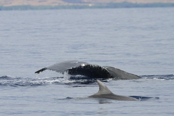 Maui Premium Sunset Dinner Cruise & Whale Watch - Price and value: is $189.36 worth it?