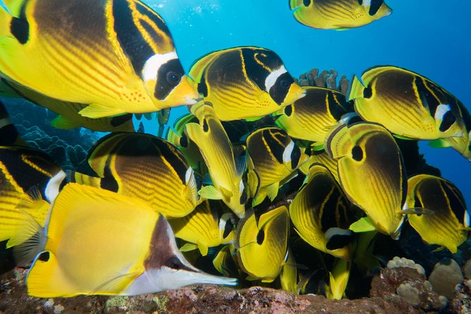 Maui Scuba Diving Introductory Lesson from Lahaina - The Shore Class That Actually Prepares You