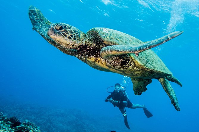 Maui Scuba Diving Introductory Lesson from Lahaina - Instructor Care and Pacing: What the Best Lessons Do Differently