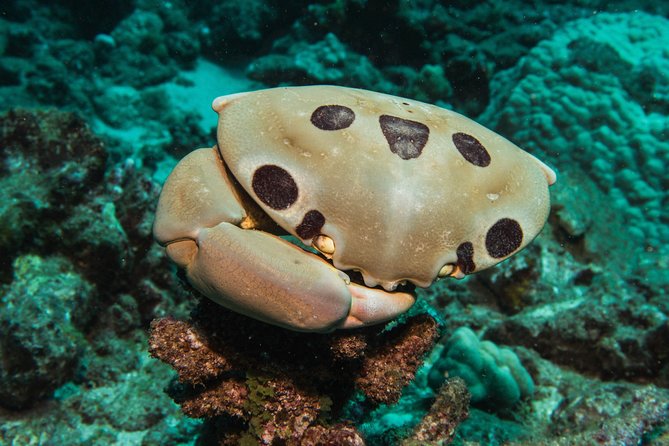 Maui Scuba Diving Introductory Lesson from Lahaina - Gear, Water, and the PADI Certification Path