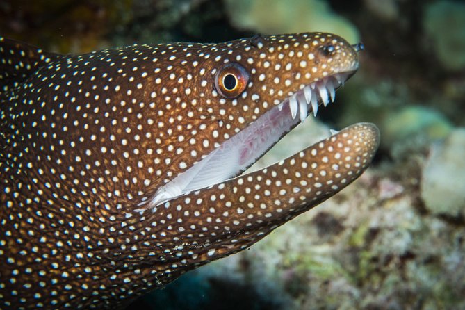 Maui Scuba Diving Introductory Lesson from Lahaina - Price and Value: Is $227.50 Worth It?