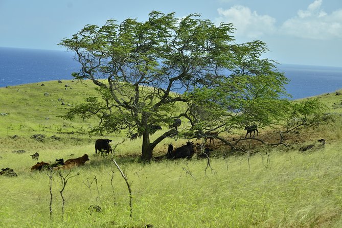 Maui Shore Excursions : Road to Hana With Pickup & Lunch - Pua’a Ka’a State Park: two falls, a paved path, and photo-friendly timing