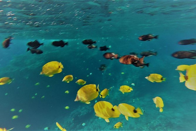 Maui Snorkel Adventure: Molokini Crater and Turtle Cove - Turtle Cove: Seeing Green Sea Turtles in a Quieter Corner