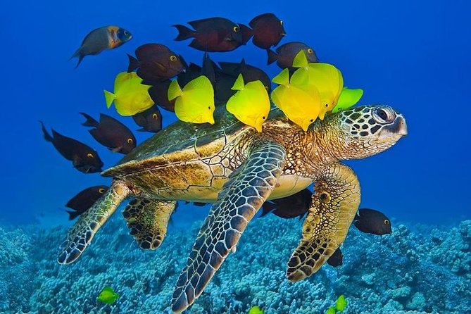 Maui Snorkel Adventure: Molokini Crater and Turtle Cove - Who Should Book (And Who Should Skip)?