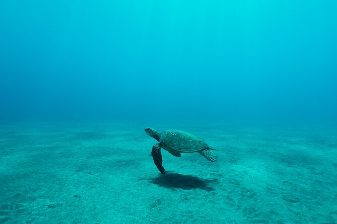 Maui Snorkeling Boat Tour to Turtle Town Aboard Quicksilver - Timing and motion sickness: the part you should plan for early