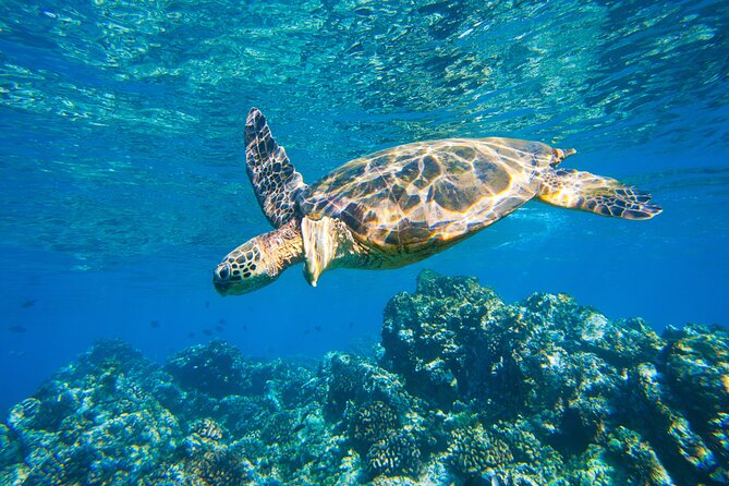 Maui South Shore Premier Kayak and Snorkel Tour from Makena Beach - Price and value: $151.27 for a guided morning with real gear