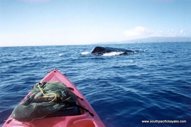 Maui South Shore Premier Kayak and Snorkel Tour from Makena Beach - Who should book, and who should skip this kind of ocean kayaking