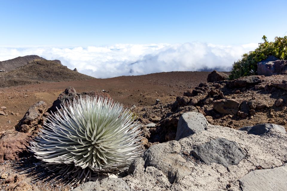 Maui: Sunrise & Breakfast Tour to Haleakala National Park - Breakfast in Kula: A Real Meal After the Biggest Cold Hour