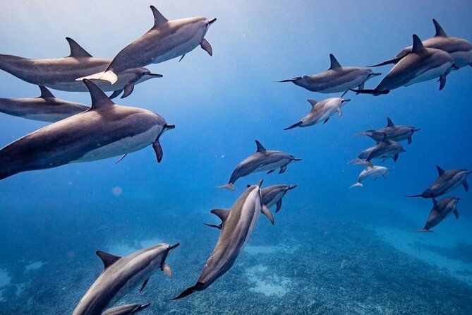 Maui to Lanai Semi-Private Eco Raft Snorkel & Dolphin Tour - Key highlights before you go