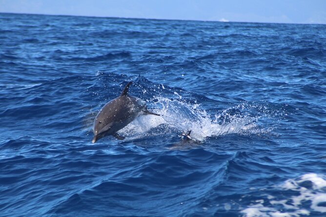 Maui to Lanai Semi-Private Eco Raft Snorkel & Dolphin Tour - Lanai snorkeling stops: remote reefs, sea cliffs, turtles, and fish