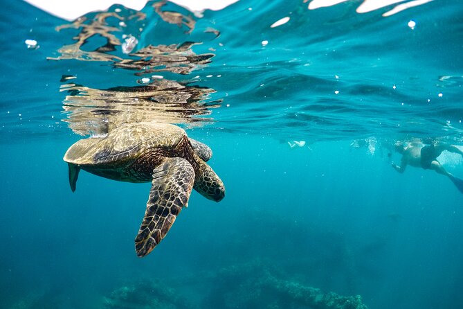 Maui to Lanai Semi-Private Eco Raft Snorkel & Dolphin Tour - Dolphins close-up, plus whale watching in the right months