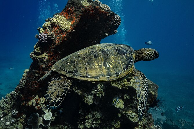 Maui: Turtle Town Snorkel with Photo and Video - What you’ll do during the ~2 hours (with the key 1-hour swim)