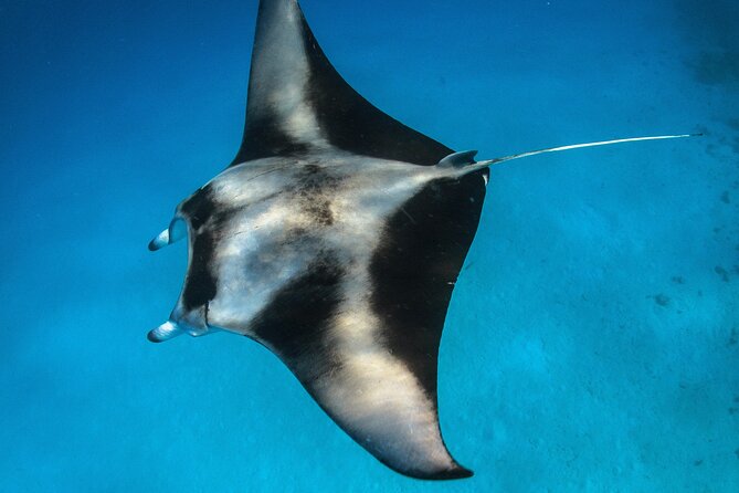 Maui: Turtle Town Snorkel with Photo and Video - Photo and raw video clips: the best kind of souvenir