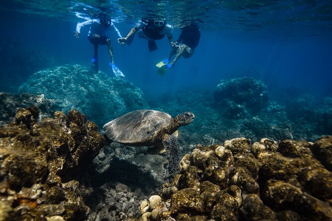 Maui: Turtle Town Snorkel with Photo and Video - Guides you might meet: Robbie, Joe, and Alex (and why they matter)