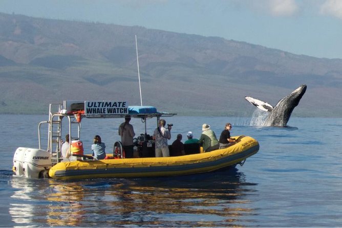 Maui: Ultimate Whale Watch from Lahaina - Key things that make this whale watch worth it
