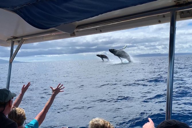 Maui: Ultimate Whale Watch from Lahaina - Maui whale magic starts with Lahaina Harbor