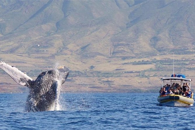 Maui: Ultimate Whale Watch from Lahaina - Out on the water: how the hydrophone changes everything