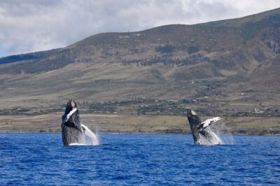 Maui: Ultimate Whale Watch from Lahaina - From check-in to your seat along the water