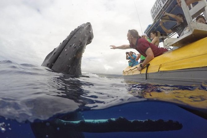Maui: Ultimate Whale Watch from Lahaina - What you’re likely to spot: humpbacks plus dolphins