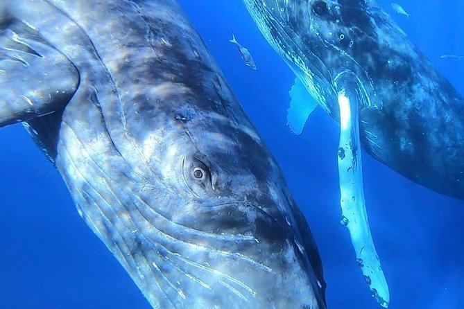 Maui: Ultimate Whale Watch from Lahaina - 1.5 hours vs 2 hours: which duration is right?