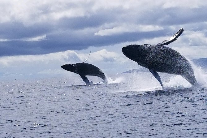 Maui: Ultimate Whale Watch from Lahaina - What happens if you don’t see whales