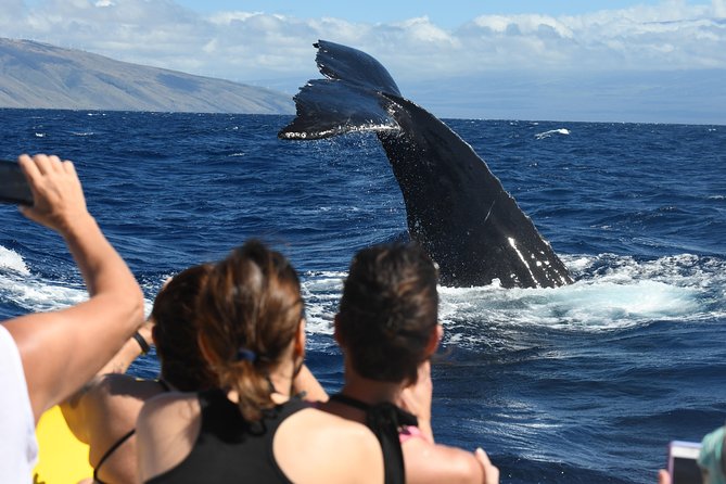 Maui: Ultimate Whale Watch from Lahaina - Comfort, seasickness, and what to bring