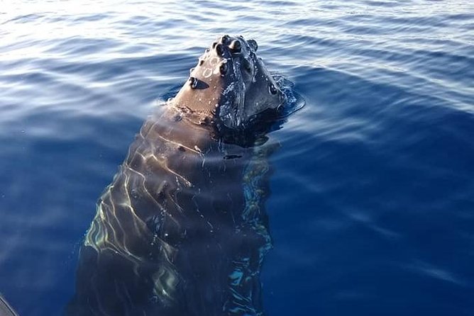 Maui: Ultimate Whale Watch from Lahaina - Price and value: what $77 buys you on Maui