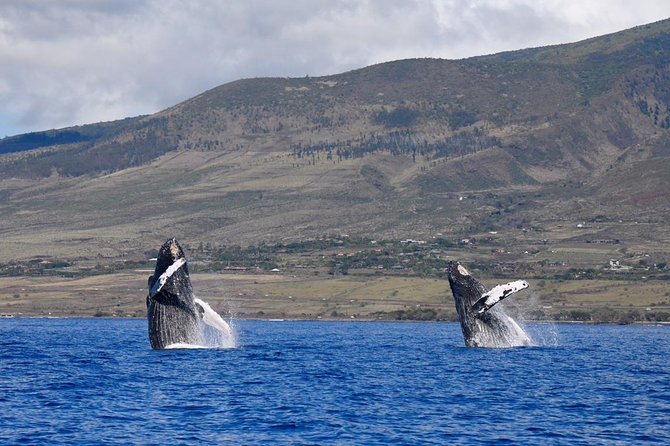 Maui: Ultimate Whale Watch from Lahaina - From check-in to your seat along the water