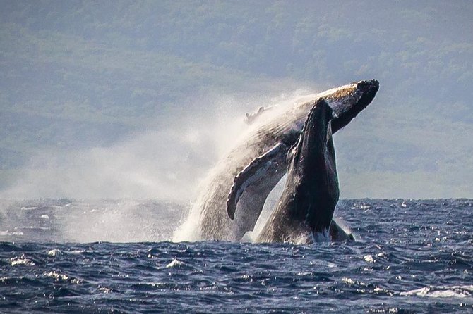Maui: Whale Watching Cruise with Open Bar from Ka'anapali Beach - Key takeaways before you go