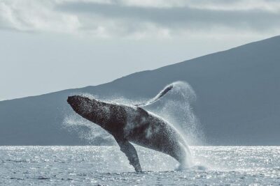 Maui: Whale Watching Cruise with Open Bar from Ka'anapali Beach - What you’ll learn from the naturalist team on board