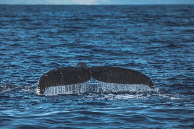 Maui: Whale Watching Cruise with Open Bar from Ka'anapali Beach - Meeting point, parking help, and getting there with less stress