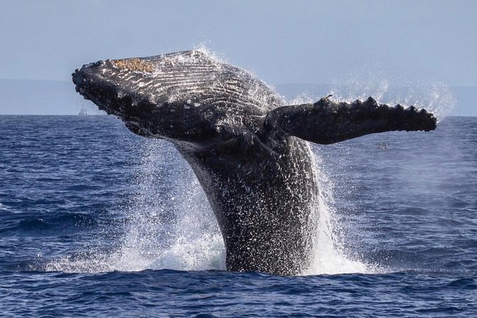 Maui: Whale Watching Cruise with Open Bar from Ka'anapali Beach - Who this cruise fits best (and who might want a different option)