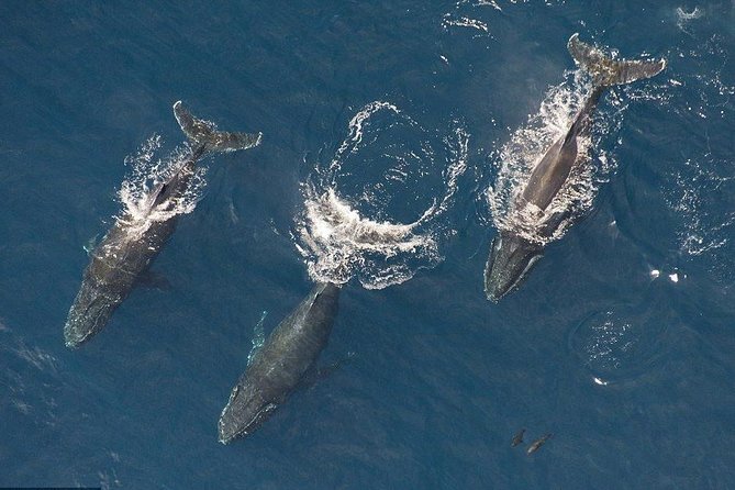 Maui Whale Watching -PRIVATE- Air Tour: (2-5 People): SEE WHALES! - Key Highlights You’ll Feel Immediately