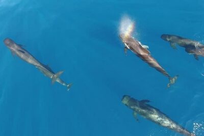 Maui Whale Watching -PRIVATE- Air Tour: (2-5 People): SEE WHALES! - How the Route Builds Context Before You Spot Whales