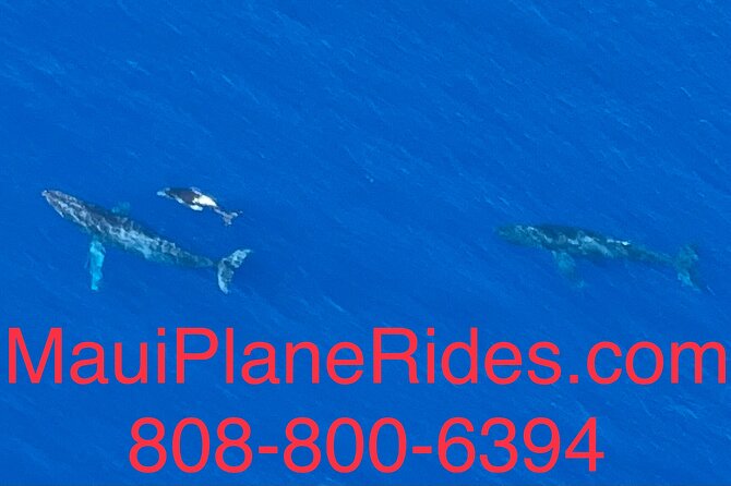 Maui Whale Watching -PRIVATE- Air Tour: (2-5 People): SEE WHALES! - Headsets, Bumps, and Comfort: What to Expect During the Flight