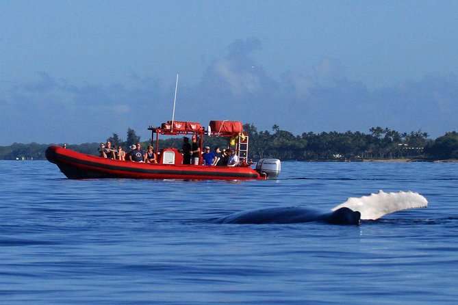 Maui Whale-Watching Tour by Raft from Kihei - Key things that make this Kihei whale watch worth your time
