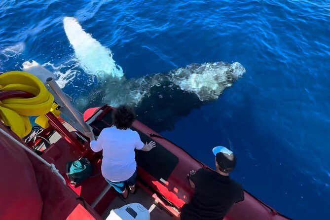 Maui Whale-Watching Tour by Raft from Kihei - Why a raft whale watch from Kihei feels different