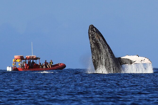 Maui Whale-Watching Tour by Raft from Kihei - What you’ll spot: humpbacks first, with dolphins and sea turtles as bonus