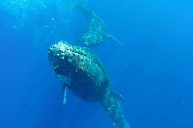 Maui Whale-Watching Tour by Raft from Kihei - On-board comfort: sunshade, nonalcoholic drinks, and the reality of a bumpy ride