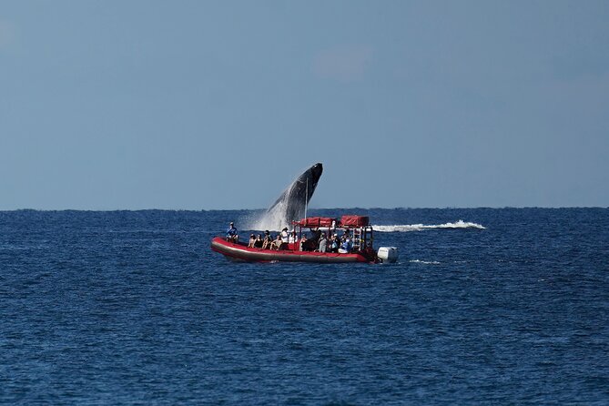 Maui Whale-Watching Tour by Raft from Kihei - Value check: is $84.14 a good deal for Maui whale watching?