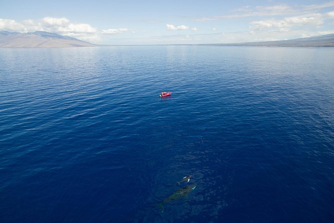 Maui Whale-Watching Tour by Raft from Kihei - Crew performance: why captain and guide names keep showing up