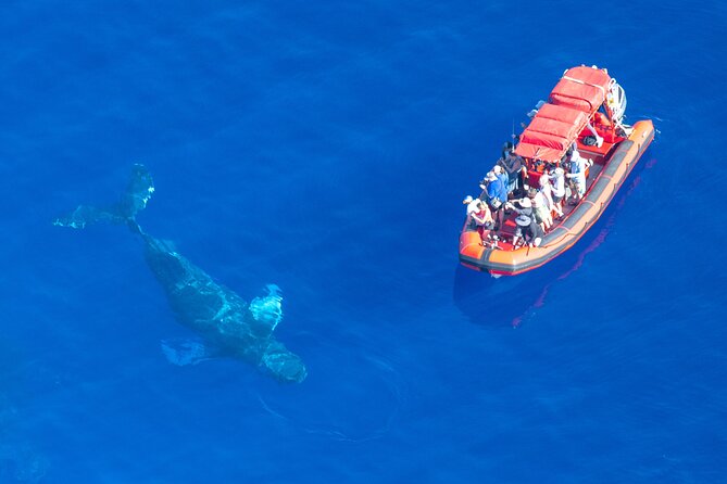 Maui Whale-Watching Tour by Raft from Kihei - Who should book this raft whale watch (and who should skip it)