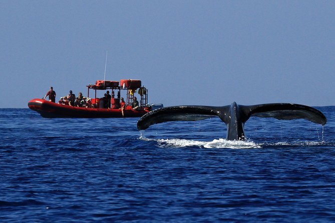 Maui Whale-Watching Tour by Raft from Kihei - The 90-minute flow: what happens from Redline to the south coast