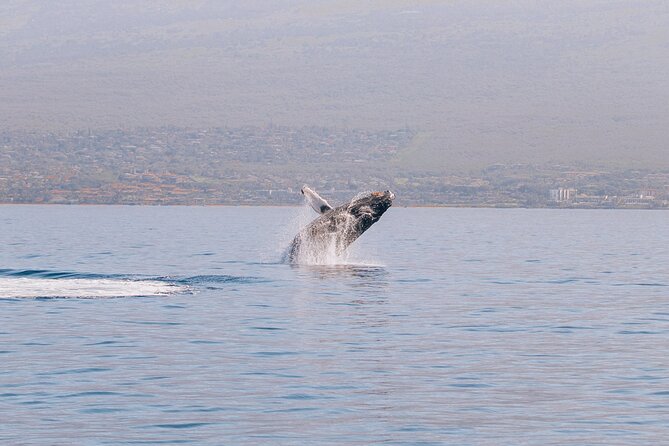 Midday Whale Watch: Mā’alaea Harbor - Key highlights at a glance