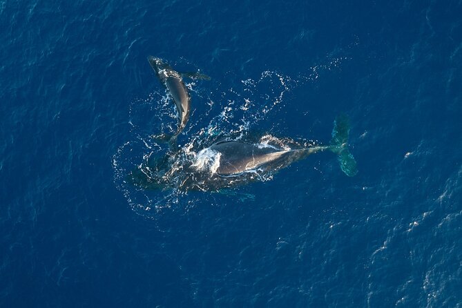 Midday Whale Watch: Mā’alaea Harbor - Mā’alaea Harbor at 1:30 pm: the timing and feel