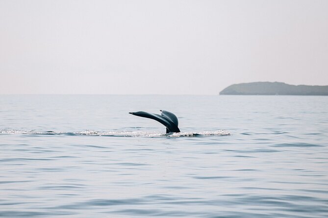 Midday Whale Watch: Mā’alaea Harbor - Snacks, soda, and the crew’s service style